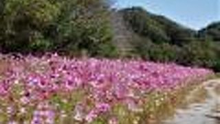 今年初めてコスモスを植えたとのことで見に行きました。細長い土地だから見るだけありました。