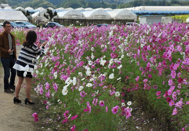 北房コスモスまつり
