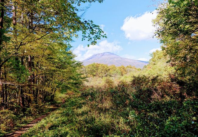 せせらぎ、落葉樹、お手軽ハイキングコース