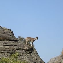 ヤギさんも生息。