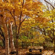 10月下旬、紅葉狩りの丘陵公園