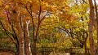 10月下旬、紅葉狩りの丘陵公園