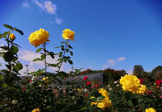 都立神代植物公園 クチコミ アクセス 営業時間 調布 狛江 フォートラベル