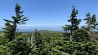 八幡平山頂は針葉樹が高く展望台から眺望
