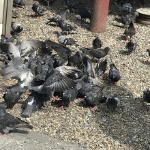 鳩がたくさん