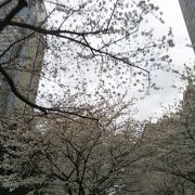 日本橋の桜