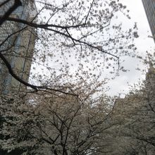 日本橋桜通り