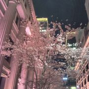 日本橋界隈が桜色に