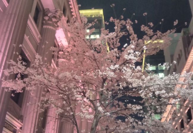 日本橋界隈が桜色に