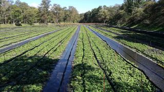 わさびソフトが美味しい
