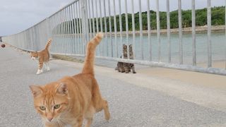 念願の浜比嘉島！　　癒される！　　のんびり・ゆったり・・・　 今なら地元産のお土産がもらえる！