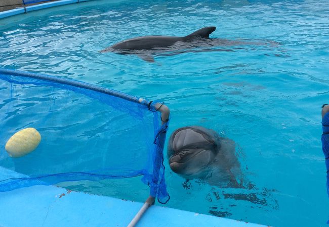 室戸ドルフィンセンター クチコミ アクセス 営業時間 室戸岬周辺 フォートラベル 室戸ドルフィンセンター クチコミ アクセス 営業時間 室戸岬周辺 フォートラベル