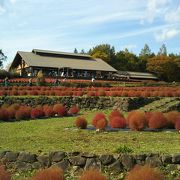 紅葉の時期でコキアやイチョウがほどよく色づいてました