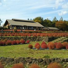 段々畑のように広がる赤いコキアが秋の青空に映えて綺麗でした。