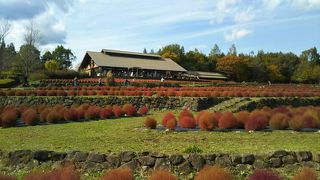 紅葉の時期でコキアやイチョウがほどよく色づいてました
