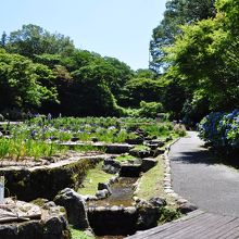 卯辰山花菖蒲園