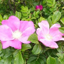 この花が”はまなす “です！