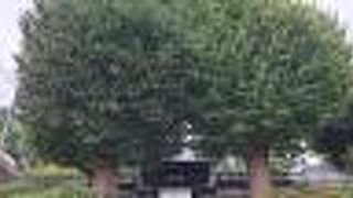 山門前の銀杏が圧巻