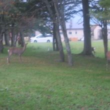 鹿が沢山見られるのも情趣がありますね