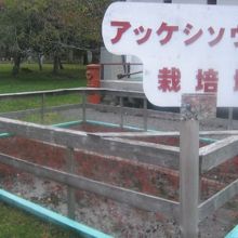 アッケシソウの栽培地が必見です By ケロケロマニア 厚岸町郷土館のクチコミ フォートラベル アッケシソウの栽培地が必見です By ケロケロマニア 厚岸町郷土館のクチコミ フォートラベル