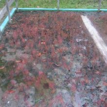 アッケシソウの栽培地が必見です By ケロケロマニア 厚岸町郷土館のクチコミ フォートラベル アッケシソウの栽培地が必見です By ケロケロマニア 厚岸町郷土館のクチコミ フォートラベル