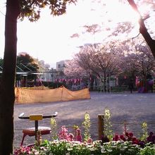 桜並木に桜色の提灯が飾られたりとイベントの準備中でした