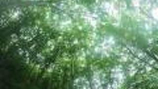 お手軽なブナ林の森林浴