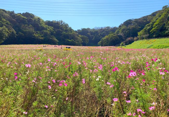 くりはま花の国 クチコミ アクセス 営業時間 横須賀 フォートラベル くりはま花の国 クチコミ アクセス 営業時間 横須賀 フォートラベル