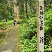 羽黒山の爺スギ