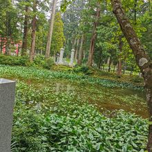 出羽三山神社の鏡池 