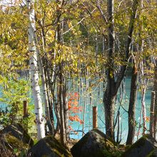 紅葉の中の青い池