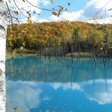 青い池