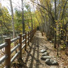 青い池の遊歩道