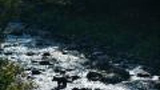 鮭の遡上で熊が出没する知床