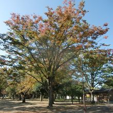 売るトラセール