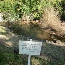 ビオトープの状況