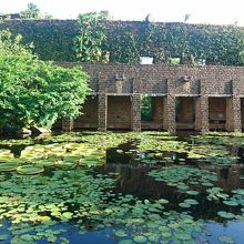 アロワナが泳いでいる