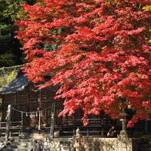 見事な紅葉だ