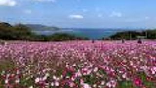 満開のコスモスに癒される