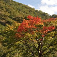 赤い木々が広がる