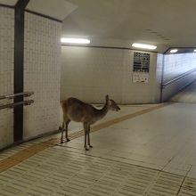 県庁前の地下道にて