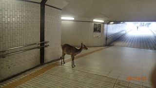 感覚的にはどこからどこまでが奈良公園かはハッキリとしたエリアは無いと思われます。