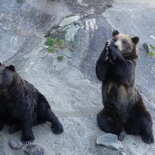 クマのおねだりポーズが可愛い』by つよし｜のぼりべつクマ牧場の