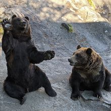 クマのおねだりポーズが可愛い』by つよし｜のぼりべつクマ牧場の