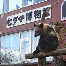 クマのおねだりポーズが可愛い』by つよし｜のぼりべつクマ牧場の