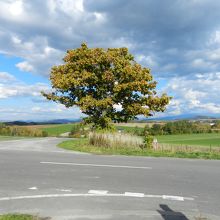 セブンスターの木