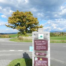 セブンスターの木