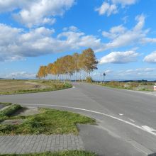 セブンスターの木の隣の白樺並木