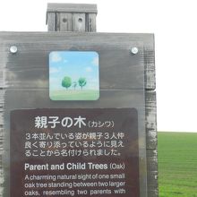 親子の木絶景ポイント