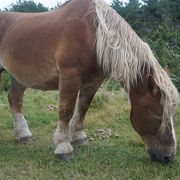 寒立馬（かんだちめ）は日本在来の馬です